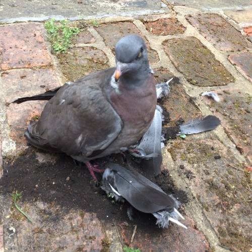 Bird Trapped In Chimney: What You Should Do